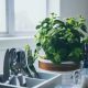 Kitchen decor with plants