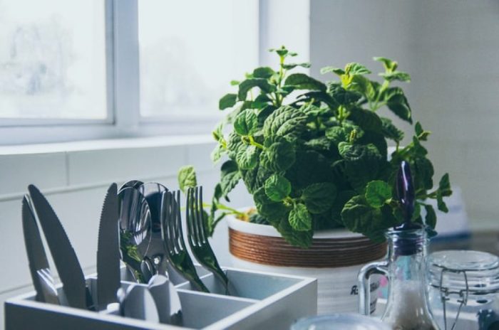 Kitchen decor with plants